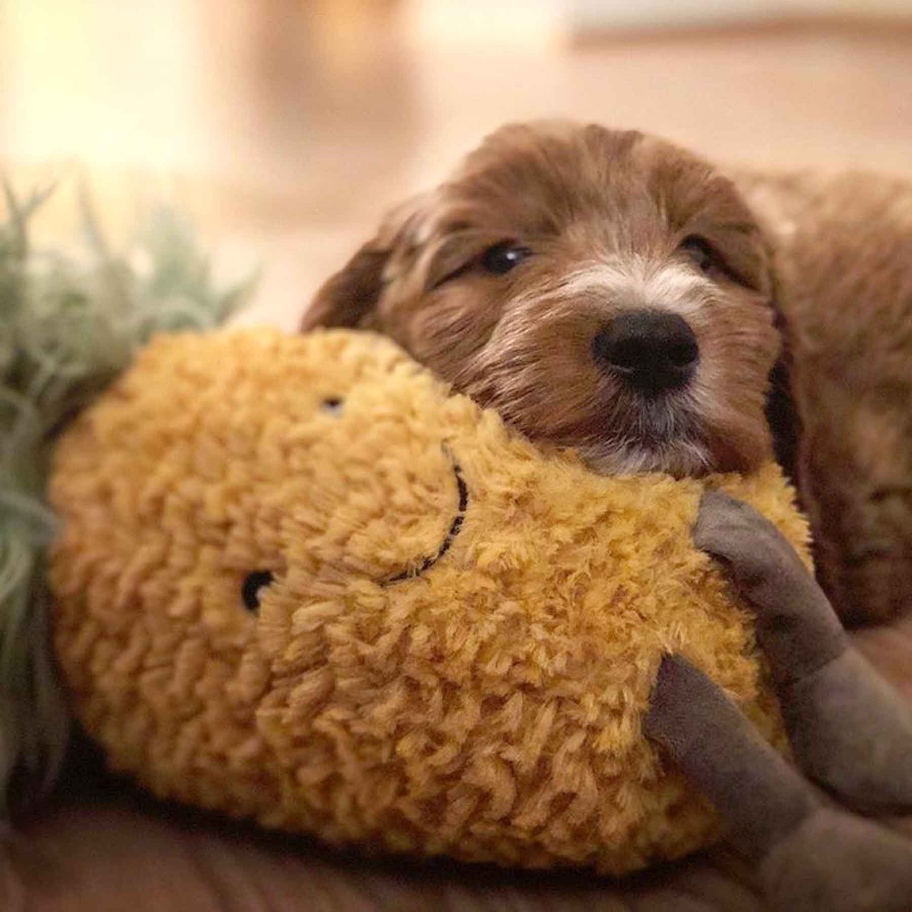 Nandog My BFF Pineapple Squeaker Plush Dog Toy
