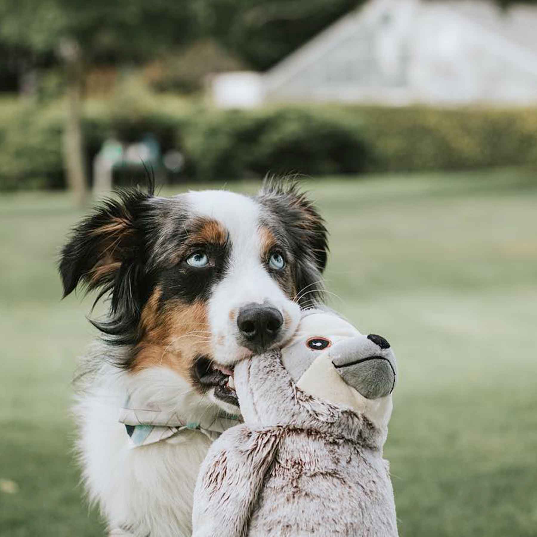 Nandog My BFF Sloth Squeaker Plush Dog Toy